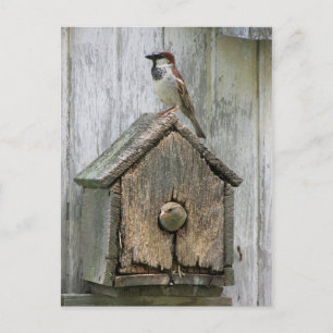 Postal Aves