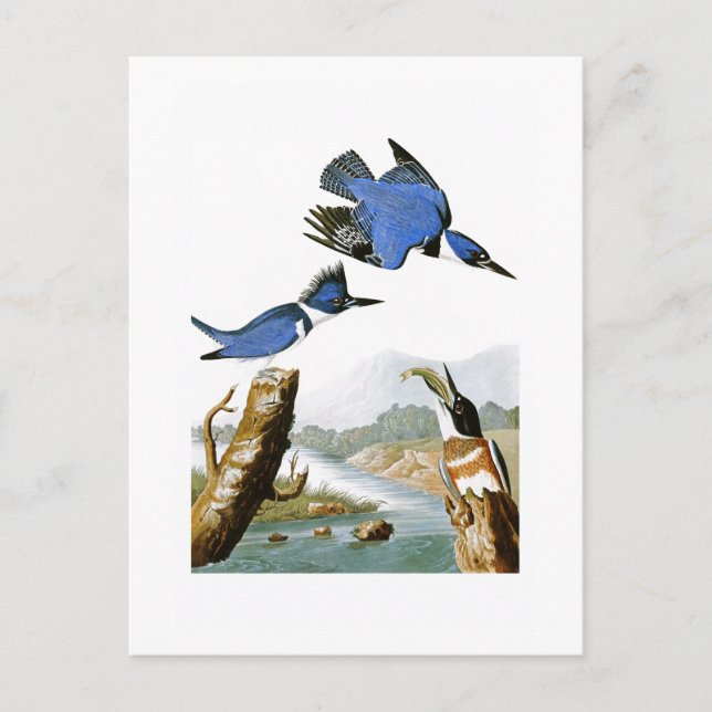 Postal Aves amarradas del Kingfisher John Audubon en Amér (Anverso)
