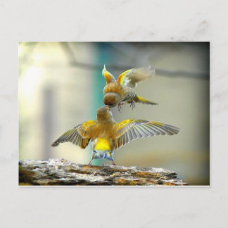 Postal aves amorosas