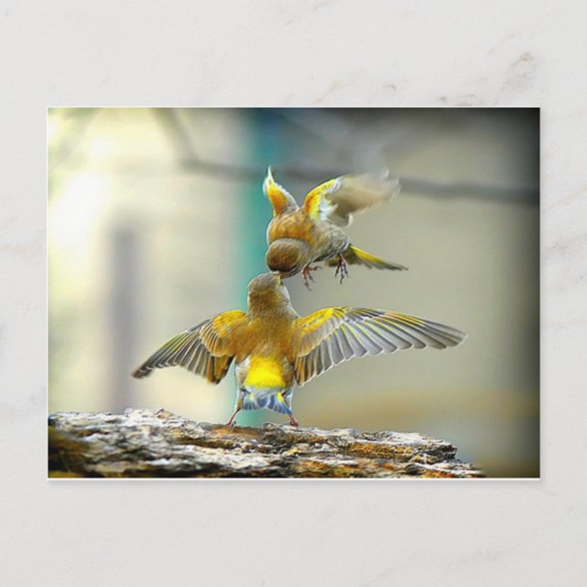 Postal aves amorosas (Anverso)