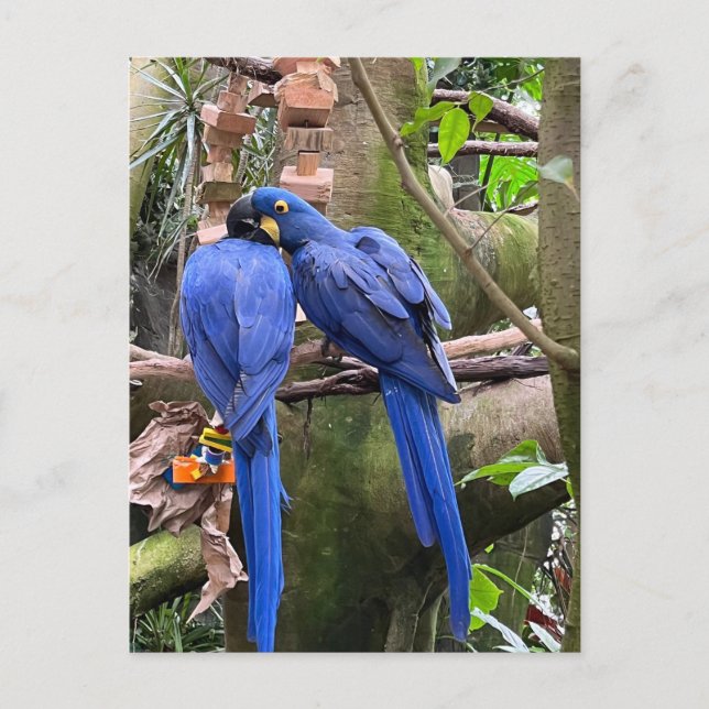 Postal Aves amorosas en el Aviario Nacional (Anverso)