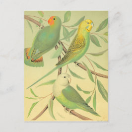 Postal aves amorosas y paracaídas