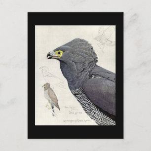 Postal Aves artísticas abisinas de Chicago postales-antig