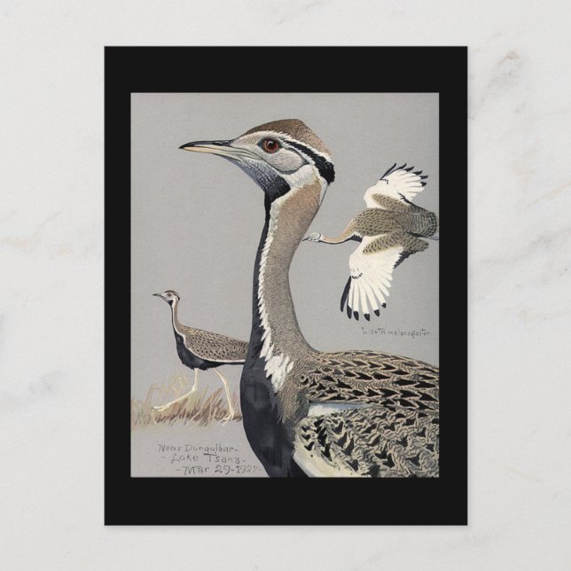 Postal Aves artísticas abisinas de Chicago postales-antig (Anverso)