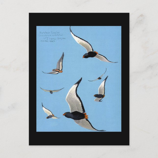 Postal Aves artísticas abisinas de Chicago postales-antig (Anverso)