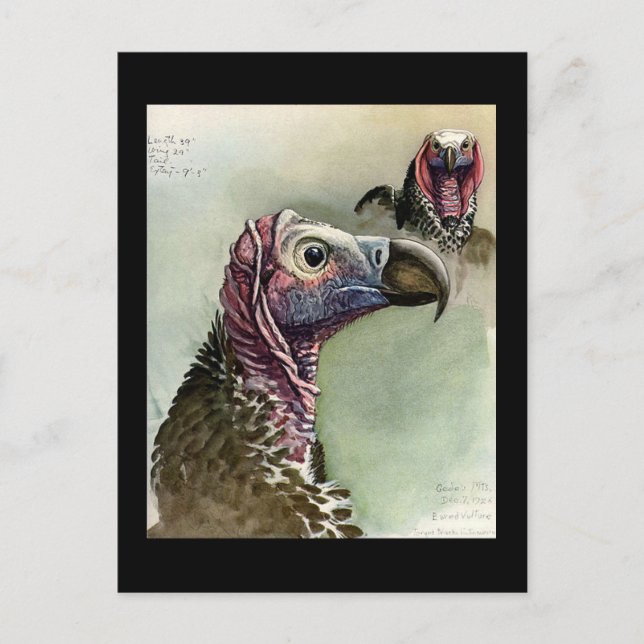 Postal Aves artísticas abisinas de Chicago postales-antig (Anverso)