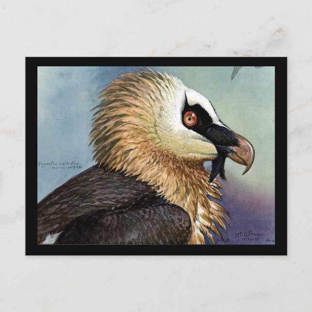 Postal Aves artísticas abisinas de Chicago postales-antig (Anverso)