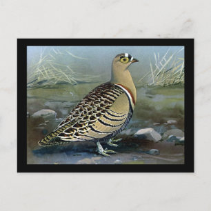 Postal Aves artísticas abisinas de Chicago postales-antig