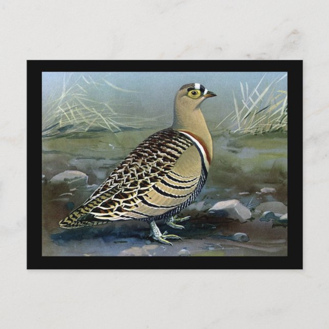 Postal Aves artísticas abisinas de Chicago postales-antig (Anverso)