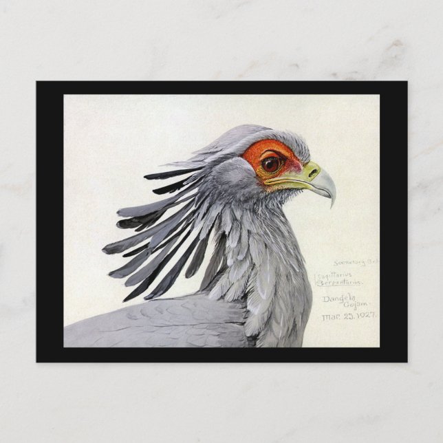 Postal Aves artísticas abisinas de Chicago postales-antig (Anverso)