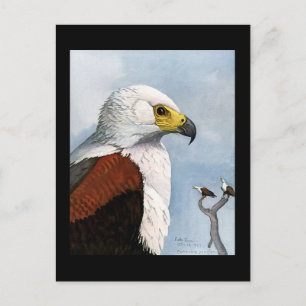 Postal Aves artísticas abisinas de Chicago postales-antig