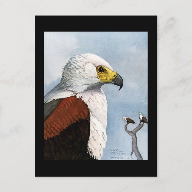 Postal Aves artísticas abisinas de Chicago postales-antig (Anverso)