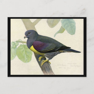 Postal Aves artísticas abisinas de Chicago postales-antig