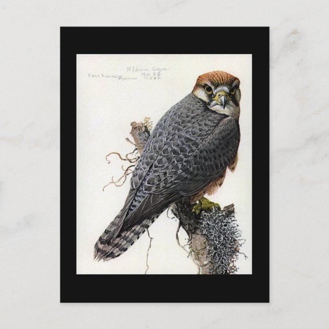 Postal Aves artísticas abisinas de Chicago postales-antig (Anverso)