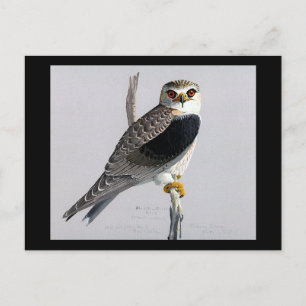 Postal Aves artísticas abisinas de Chicago postales-antig