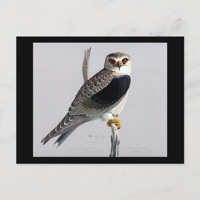 Postal Aves artísticas abisinas de Chicago postales-antig (Anverso)