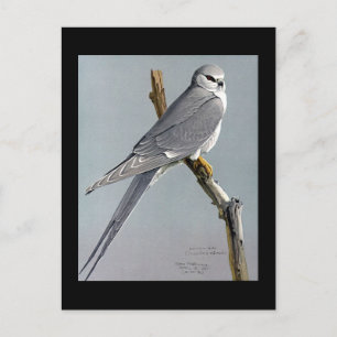 Postal Aves artísticas abisinas de Chicago postales-antig