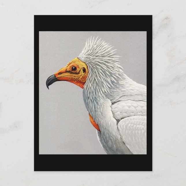 Postal Aves artísticas abisinas de Chicago postales-antig (Anverso)