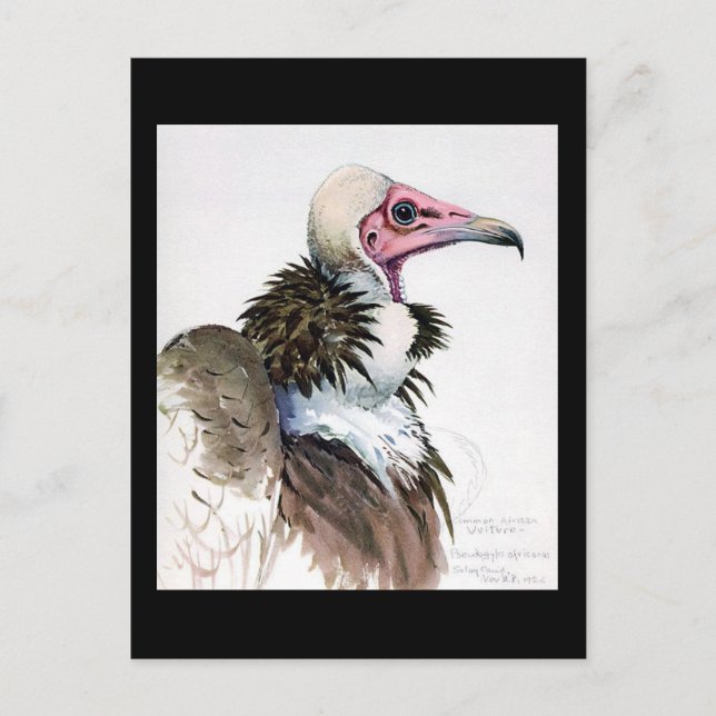 Postal Aves artísticas abisinas de Chicago postales-antig (Anverso)