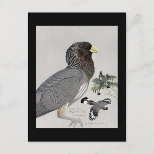 Postal Aves artísticas abisinas de Chicago postales-antig