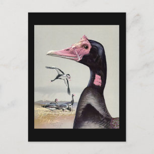 Postal Aves artísticas abisinas de Chicago postales-antig