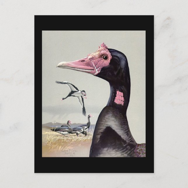 Postal Aves artísticas abisinas de Chicago postales-antig (Anverso)