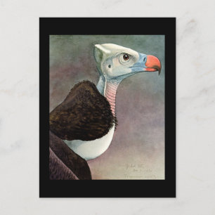 Postal Aves artísticas abisinas de Chicago postales-antig