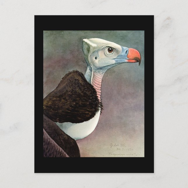 Postal Aves artísticas abisinas de Chicago postales-antig (Anverso)