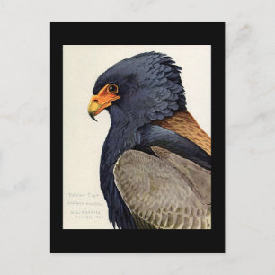 Postal Aves artísticas abisinas de Chicago postales-antig