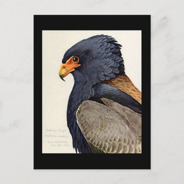 Postal Aves artísticas abisinas de Chicago postales-antig (Anverso)