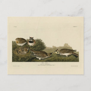Postal Aves Audubon de América