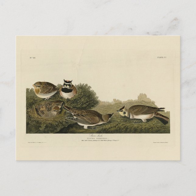 Postal Aves Audubon de América (Anverso)