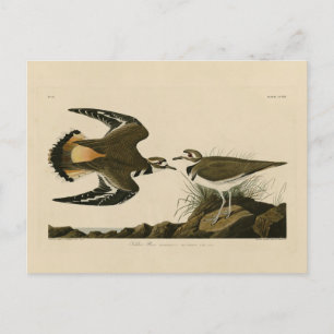 Postal Aves Audubon de América, amante de la muerte (ases