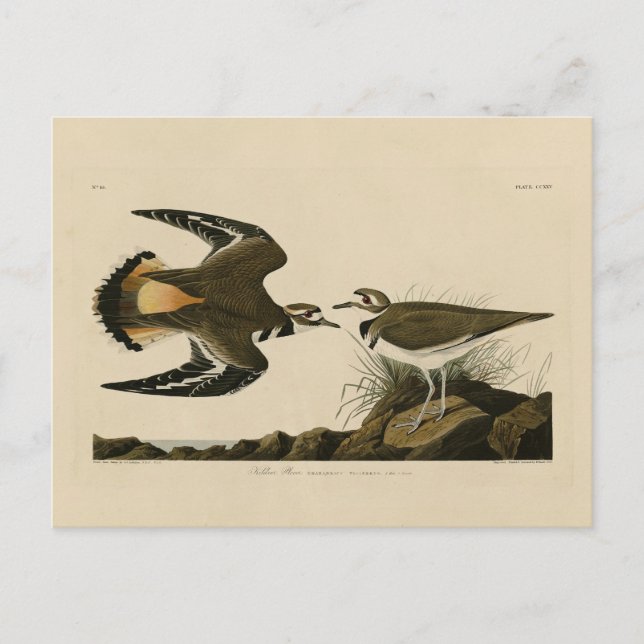 Postal Aves Audubon de América, amante de la muerte (ases (Anverso)
