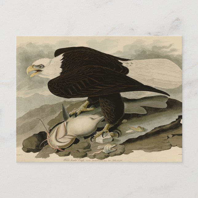 Postal Aves Audubon de América con la cabeza blanca (águi (Anverso)