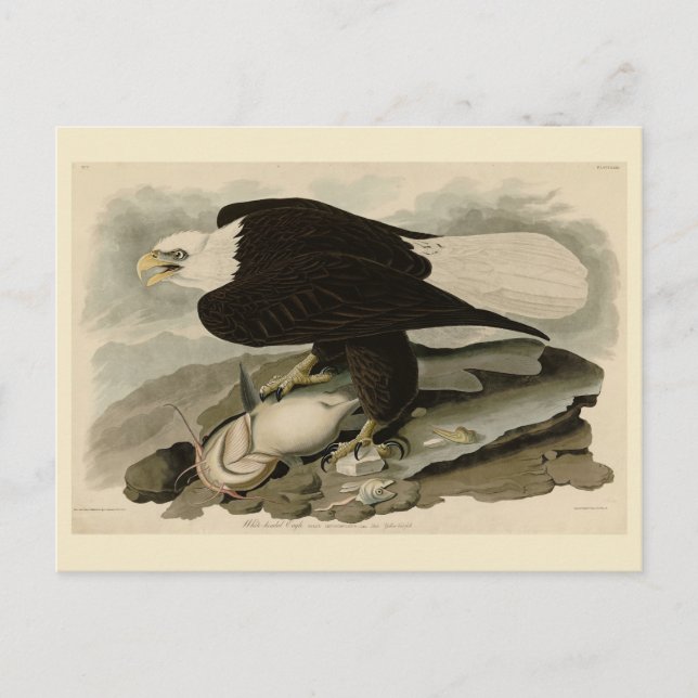 Postal Aves Audubon de América con la cabeza blanca (águi (Anverso)