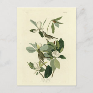 Postal Aves Audubon del Vireo Flycatcher de América