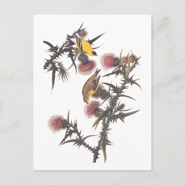 Postal Aves Audubon estadounidenses de Goldfinch (Anverso)