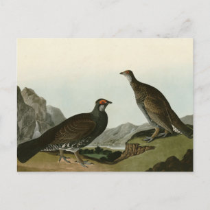 Postal Aves Audubónicas de América Dusky Grous (como el a