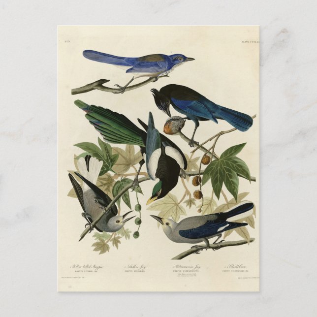 Postal Aves Audubónicas de Magpie y Nutcracker de América (Anverso)