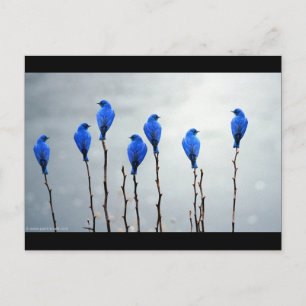 Postal Aves azules