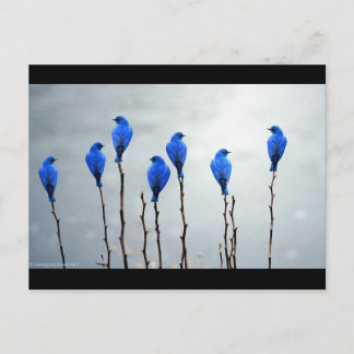 Postal Aves azules