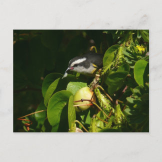 Postal Aves Bananaquit comiendo fotografía tropical