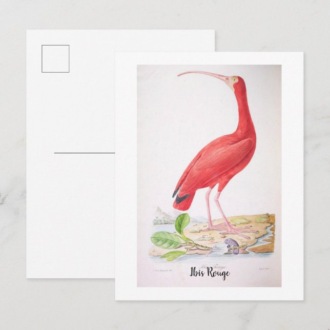 Postal Aves brillantes de Brasil - Ibis Rojo (Anverso / Reverso)