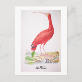 Postal Aves brillantes de Brasil - Ibis Rojo