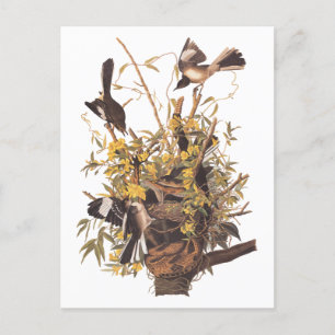 Postal Aves cantantes de Audubon vs.