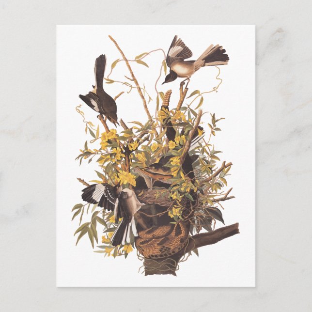 Postal Aves cantantes de Audubon vs. (Anverso)