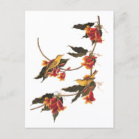 Aves cantantes de la bruja amarilla en una encruci