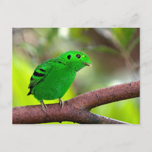 Postal Aves coloridas