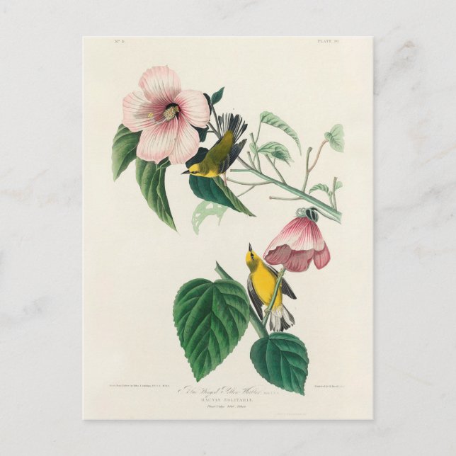 Postal Aves de América (Anverso)